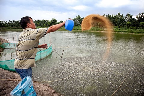 A hatchery owner in Vietnam feeds fish.