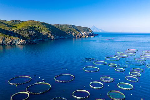 A sea bream aquaculture farm in Greece.