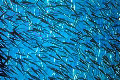Salmon fingerlings