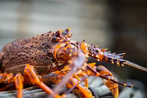 Live east coast rock lobster fishing in Australia. Crayfish on a boat caught in lobster pots.
