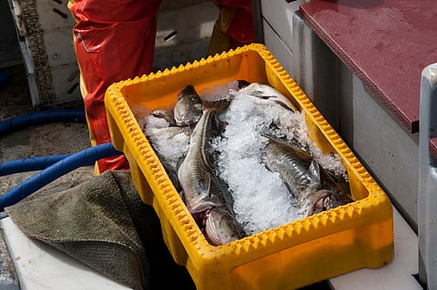 Freshly caught cod from the Baltic Sea.