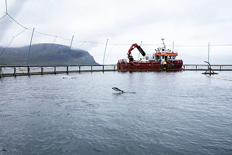 Salmon farm in Iceland.