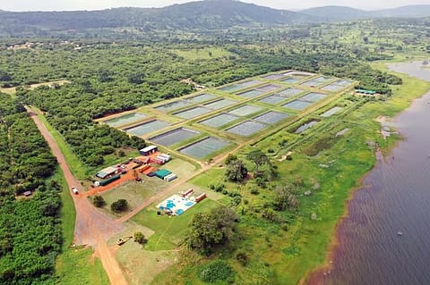 Aerial view of Tropo Farms tilapia ponds on the shore of Lake Volta, Ghana.