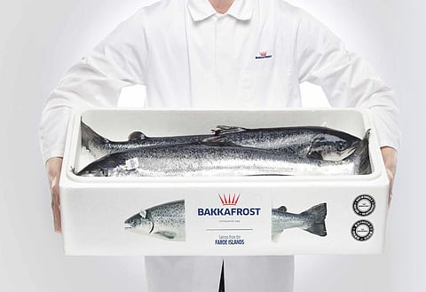 Box with fresh Bakkafrost farmed salmon from the Faroe Islands.