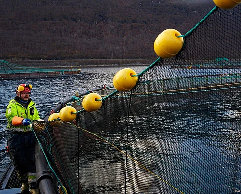 "Aquaculture is the part of the seafood industry that creates the biggest ripple effects. They alone accounted for NOK 74 billion in value creation and ripple effects," Nofima stated.