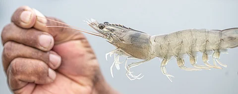 SSP celebrated in 2024 its 6 years of trajectory promoting sustainability in global shrimp production.