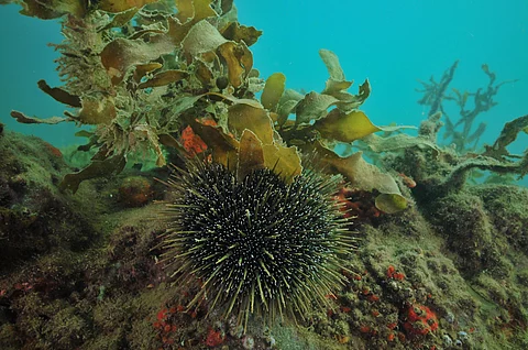 Kina/Sea urchin on rock covered with layer of sediment and some vegetation, NZ.