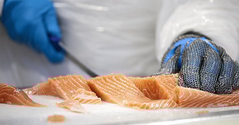 Cutting Chilean salmon, close-up.