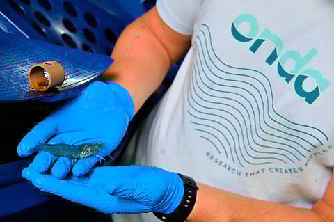 Aquaculture research organization Onda is expanding its services to include work with whiteleg shrimp (Litopenaeus vannamei).
