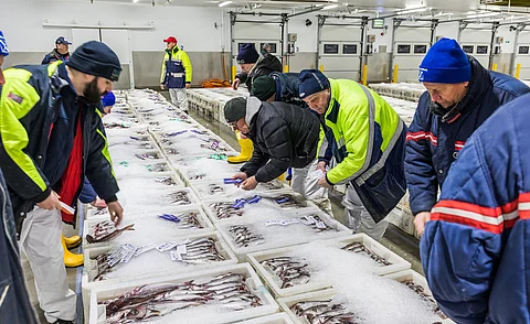 The Seafood Carbon Emissions Profiling Tool (SCEPT) calculates carbon footprints for wild capture and aquaculture seafood products.