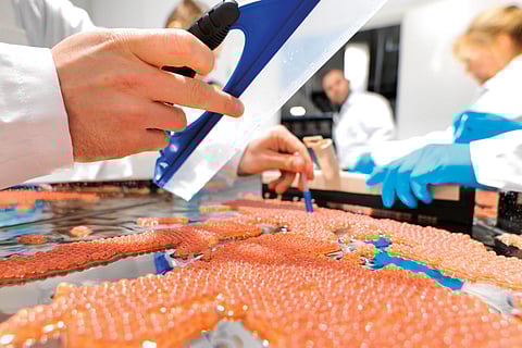 Scientists at Benchmark Genetics working on the genetic selection of salmon eggs.