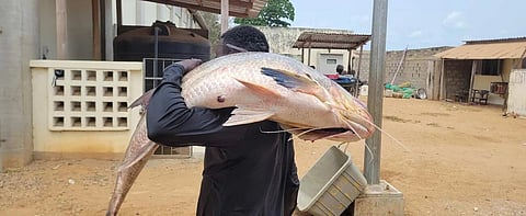 The fisheries and aquaculture sector in Côte d'Ivoire is set to benefit from substantial financial backing from the African Development Bank over the period 2025-2029.