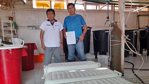 Operators at the Pacific Deep Frozen plant receive corvina larvae.
