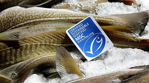 The Marine Stewardship Council certification applies to all wild capture fisheries.