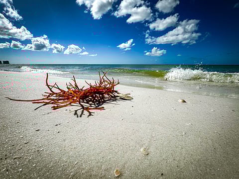 "The goal is to see if tropical seaweeds in Atlantic waters can serve to boost a new industry," said principal researcher Ashley Smyth, University of Florida Institute of Food and Agricultural Sciences (UF/IFAS).