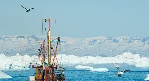 The fish that dominate the Greenlandic fishing industry are mainly shrimp, cod, and halibut.