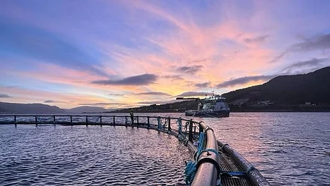 Ode's cod farm in Dysjaneset.