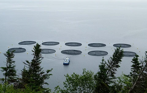 Fish farm in Belleoram, Newfoundland and Labrador, Canada.
