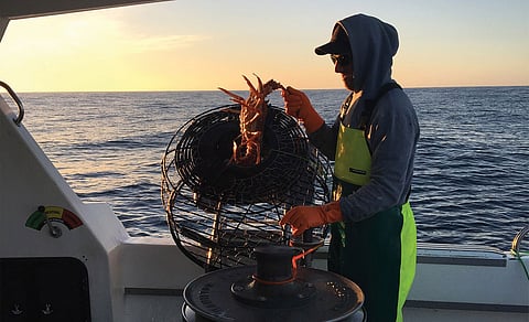 An Australian fisherman holds a lobster.