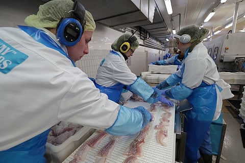 After a decline in the early 2000s, Norway's wild fish industry has stabilized in recent years at just under 300 companies, according to the Nofima report.