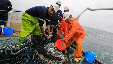 Peruvian fishermen show part of the anchovy catch.
