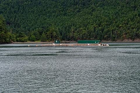 Fish farm in the Salish Sea, Washington State, U.S.