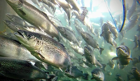 The Institute of Marine Research has submitted a consultation response to Norway's impact assessment of offshore aquaculture.