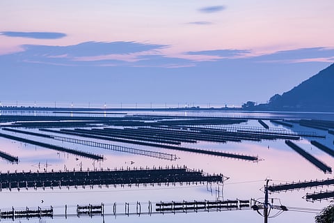 Oyster farms in Gadeokdo Island, Busan, South Korea.