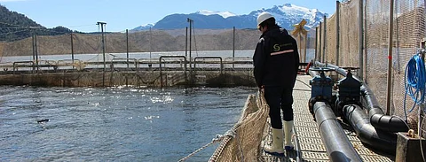 Sernapesca official inspecting a salmon farm in Chile.