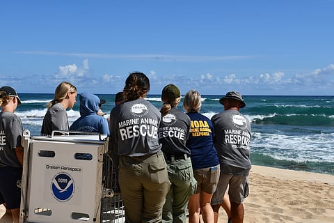 Field response efforts for endangered marine life, such as the Hawaiian monk seal, are among the activities NOAA Fisheries funded in 2024.