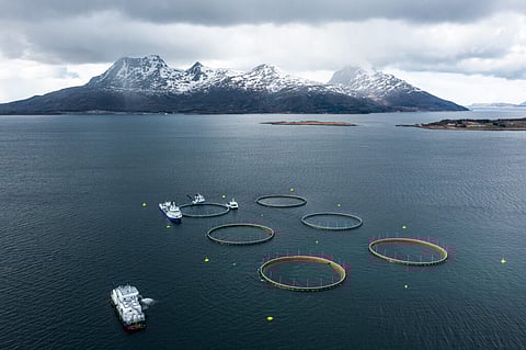 Norcod's Labukta site, Nesna, Nordland, Norway.