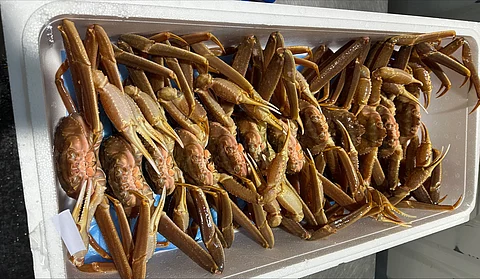 Norwegian live snow crabs in China.