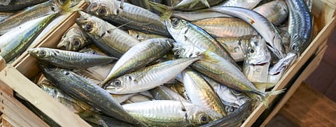 The total mackerel landing in Chile reached 1.1 million tons.