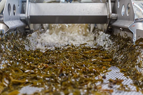 Closeup view of seaweed washing machine.