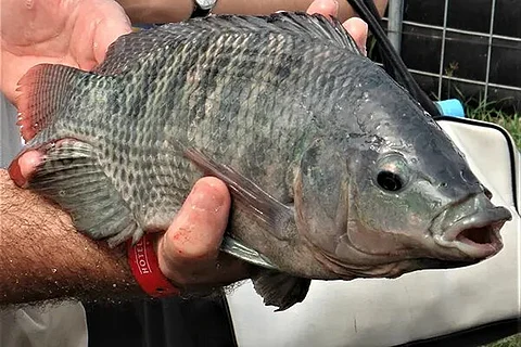 FAI's latest online course helps fish farmers improve tilapia welfare, boost productivity and promote sustainability in global aquaculture.