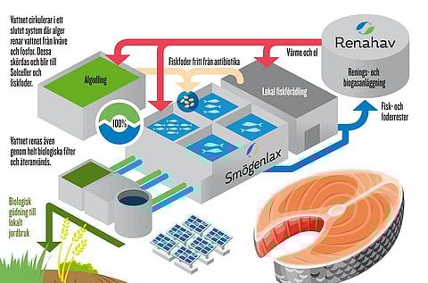 The cultivation facility will be built in the circular economy park of Kungshamn, a town famous for its fishing industry.
