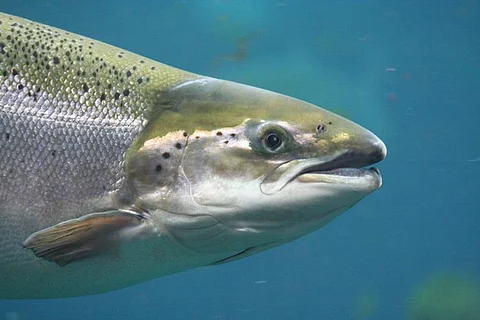 Salmon. Image credit: Landcatch Natural Selection.