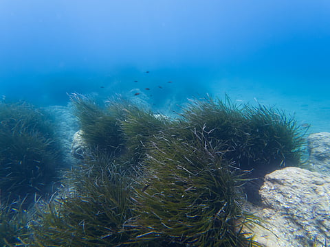 Seagrass in the Mediterranean Sea off the coast of France.