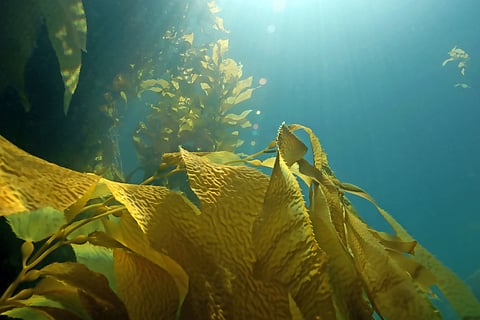 Underwater seaweed kelp forest.