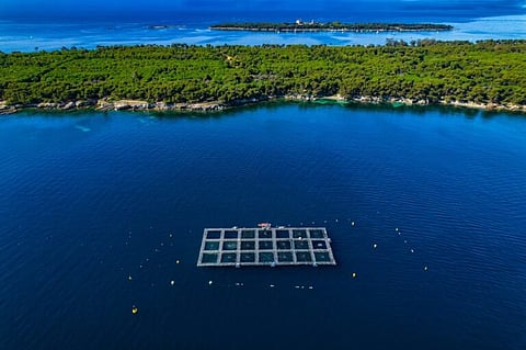 The European sea bass algorithm is expected to be released later this year.