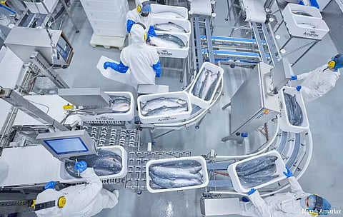 Arnarlax operators preparing salmon for shipment.