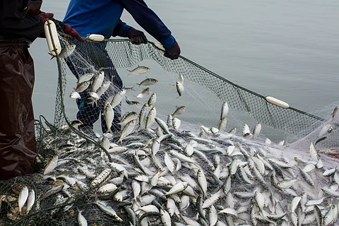On the fisherman's boat, catching much fish at the mouth of the Bangpakong river in Chachengsao Province east of Thailand.