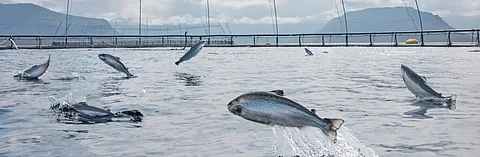 Salmon jumping in a cage at an Arnarlax farm in Iceland.