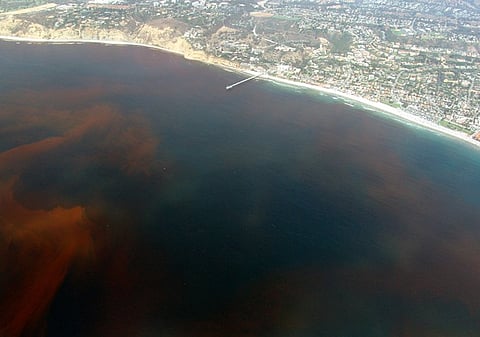 Red Tide approaching La Jolla, California.