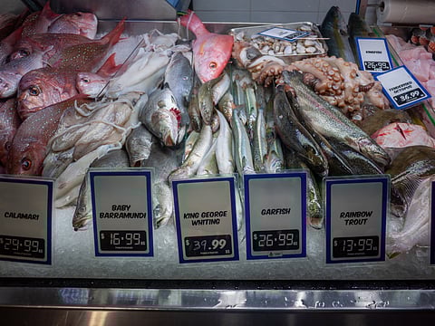 A shop counter with a display of fresh seafood showcases a variety of raw fish, neatly arranged on a bed of ice. Price tags indicate the cost per kilogram in Australian dollars for customers to choose.