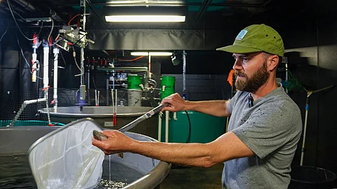 Minnesota Sea Grant Aquaculture Extension Associate Kieran Smith monitors Yellow Perch for a project that is growing fish from egg to market size in a recirculating aquaculture system.