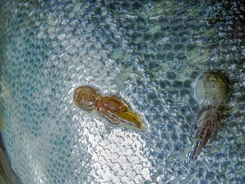 Sea lice are a major problem for the aquaculture industry. Now, new research shows that the use of probiotics can make salmon less attractive to sea lice.