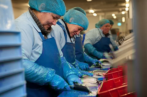 In 2023, the UK's seafood processing sector provided 17,200 full-time equivalent jobs, according to Seafish figures. 