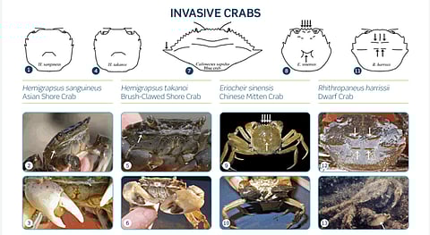 One of the invasive species ID cards released by BIM.