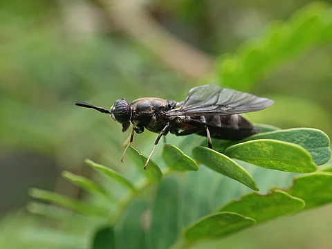 Black soldier fly (Hermetia illucens)
